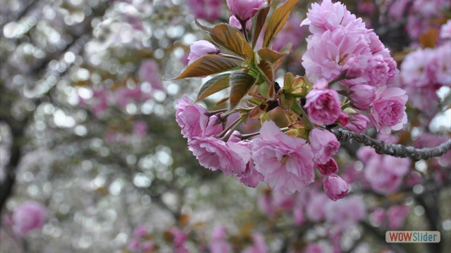 hanami show sakura bunch